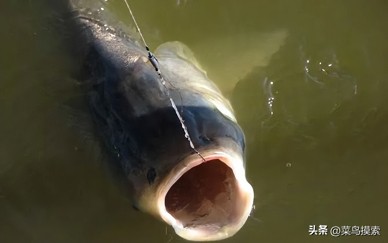 手竿钓鲢鳙的正确钓法,冬季手竿钓鲢鳙怎么钓