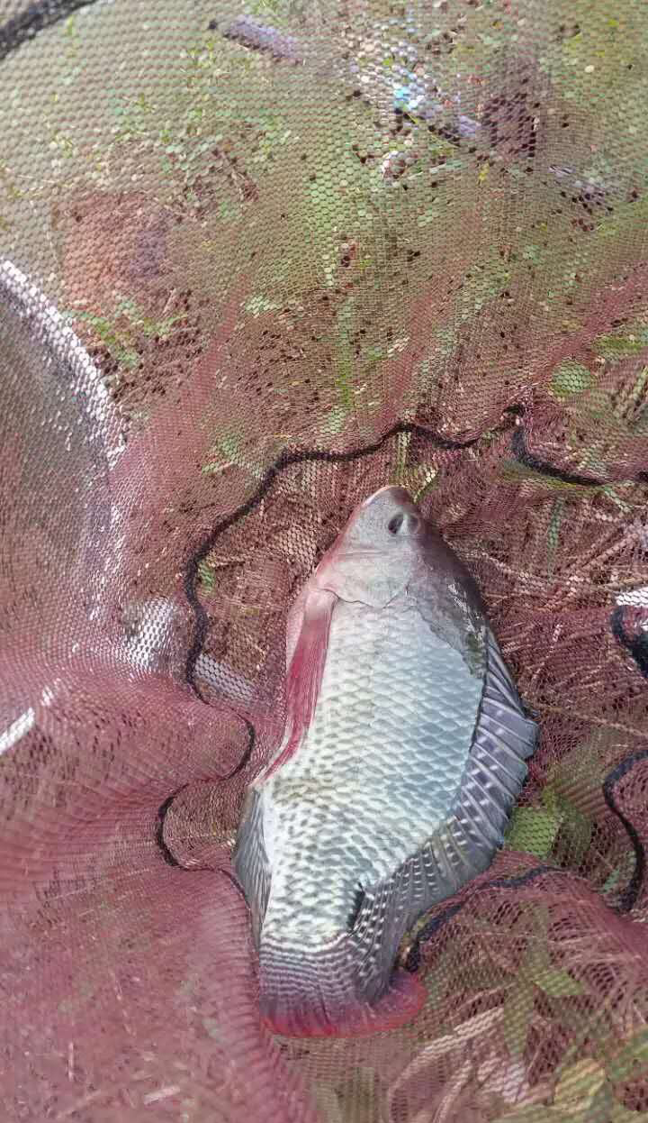 春季野钓罗非饵料配方,黑坑钓罗非鱼的窝料配方