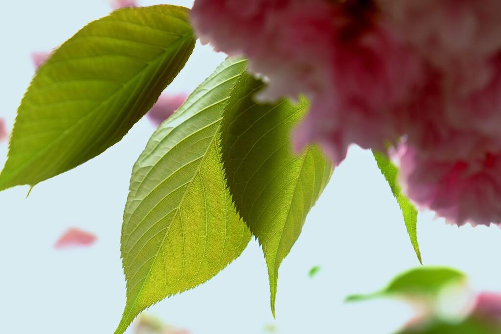 春季限定樱花口味好不好,为什么日本樱花颜色那么多