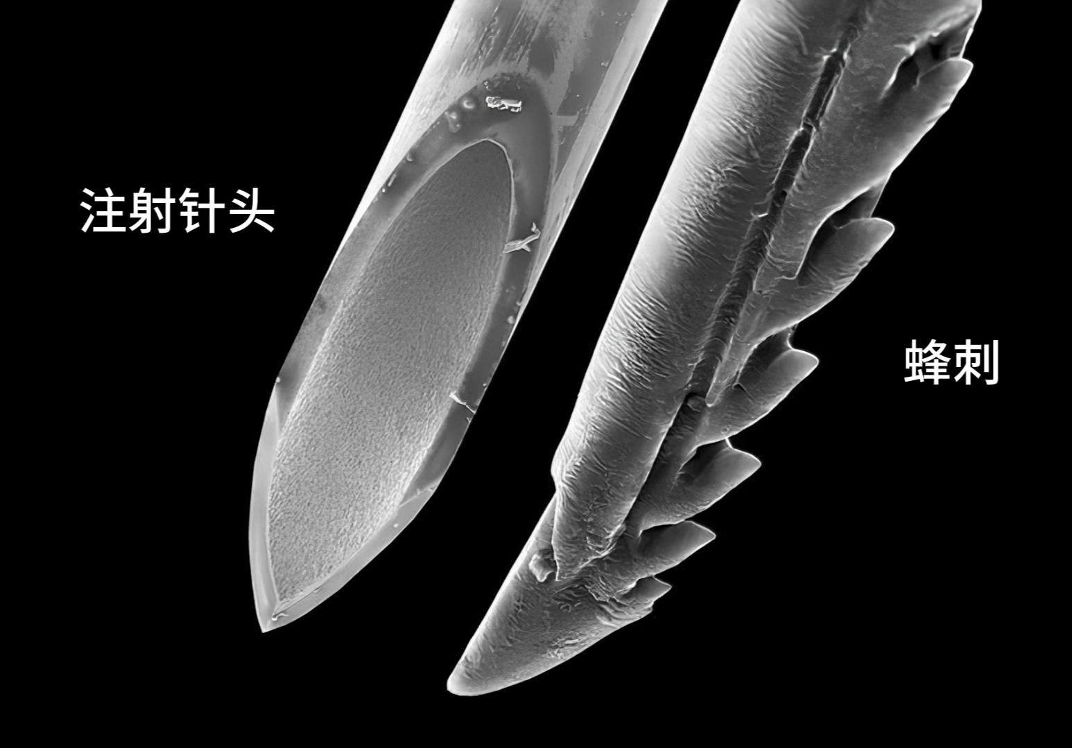 12张让人惊叹的动物的照片,眼界大开30张活久见的动物图