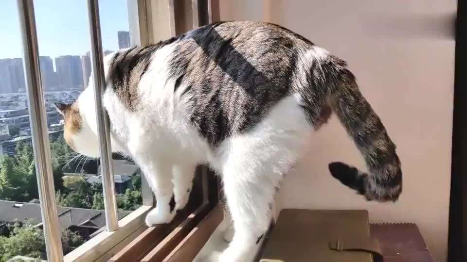 小母猫发情了，作为主人该怎么做呢？