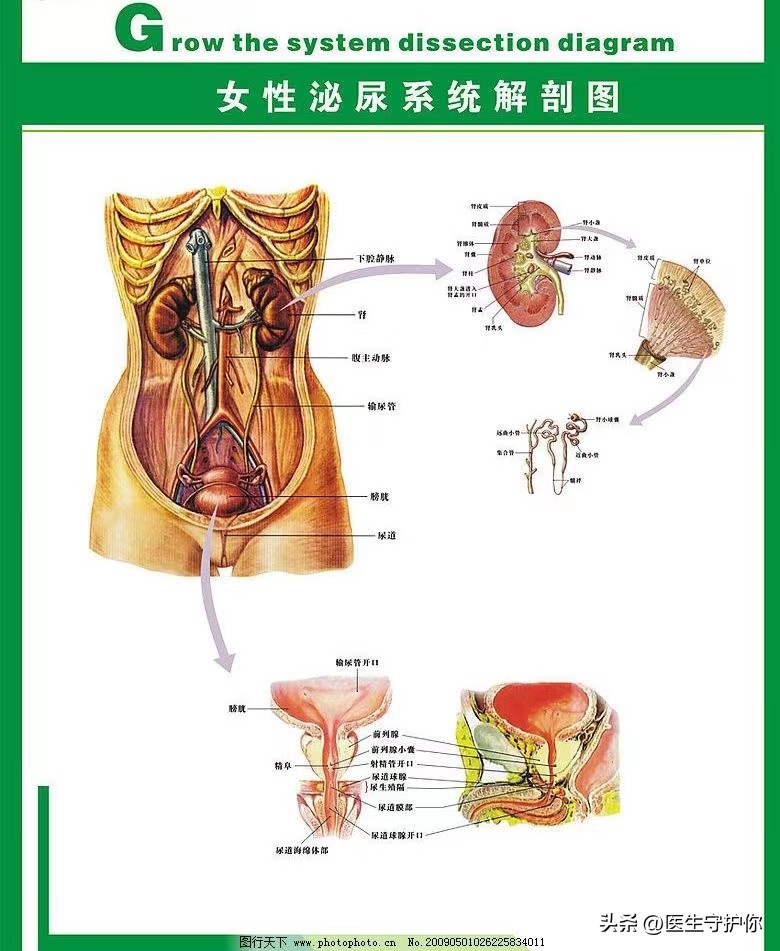 尿量感染反复发作的原因