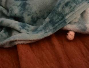 冬天猫咪一直睡觉无精打采,冬天猫咪睡觉会感觉冷吗