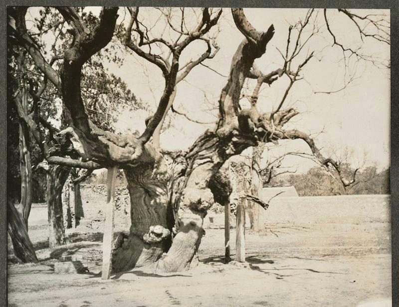 30张真实又罕见的老照片，阴毛假发工作者，我怀疑他用错地方了