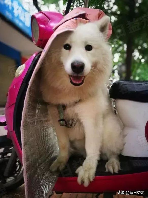 流浪萨摩耶遇到家养萨摩耶原视频,肉狗萨摩耶