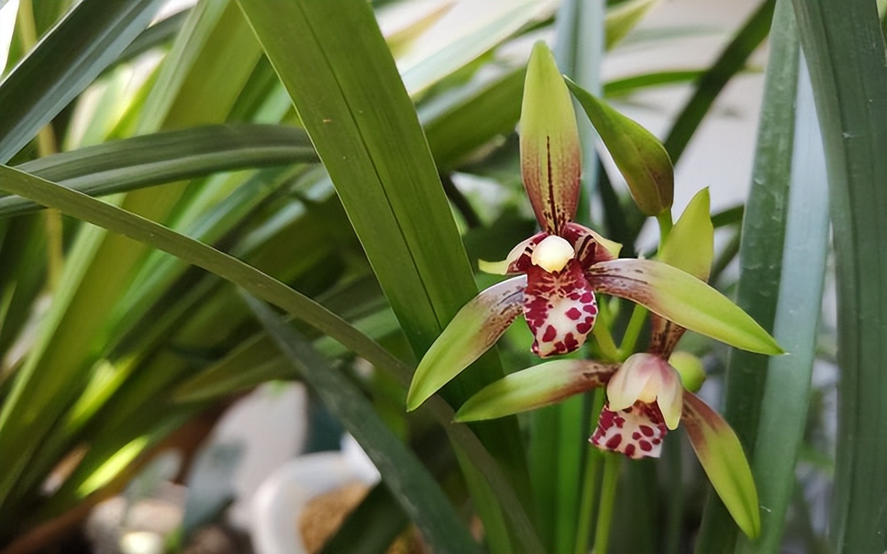 养什么品种的兰花又香又好养,兰花都有哪些常见常养的品种