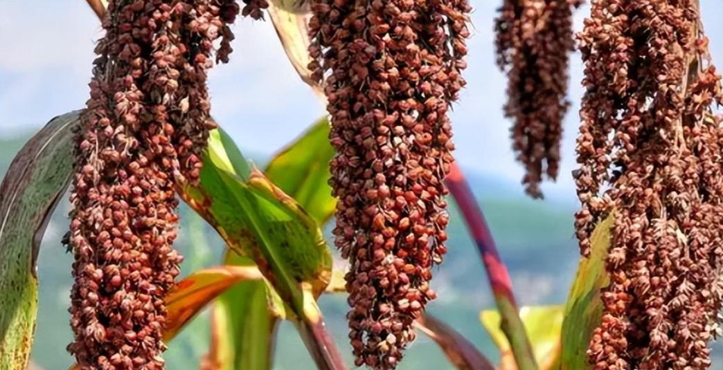 十种好喝不上头的酒便宜,国内十大入门级精酿酒
