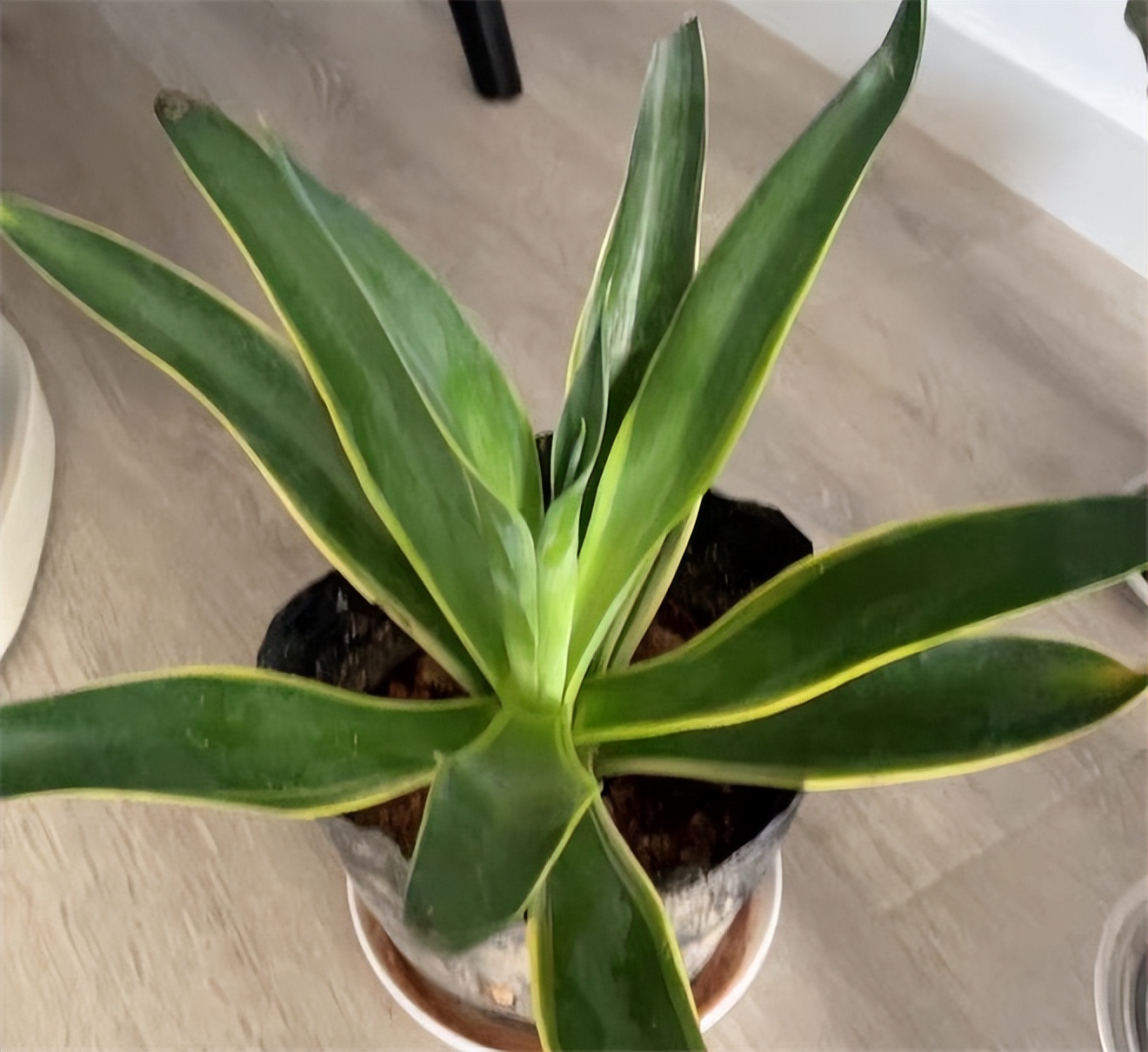 可以去除甲醛的植物有哪些,除甲醛最好的植物是哪些