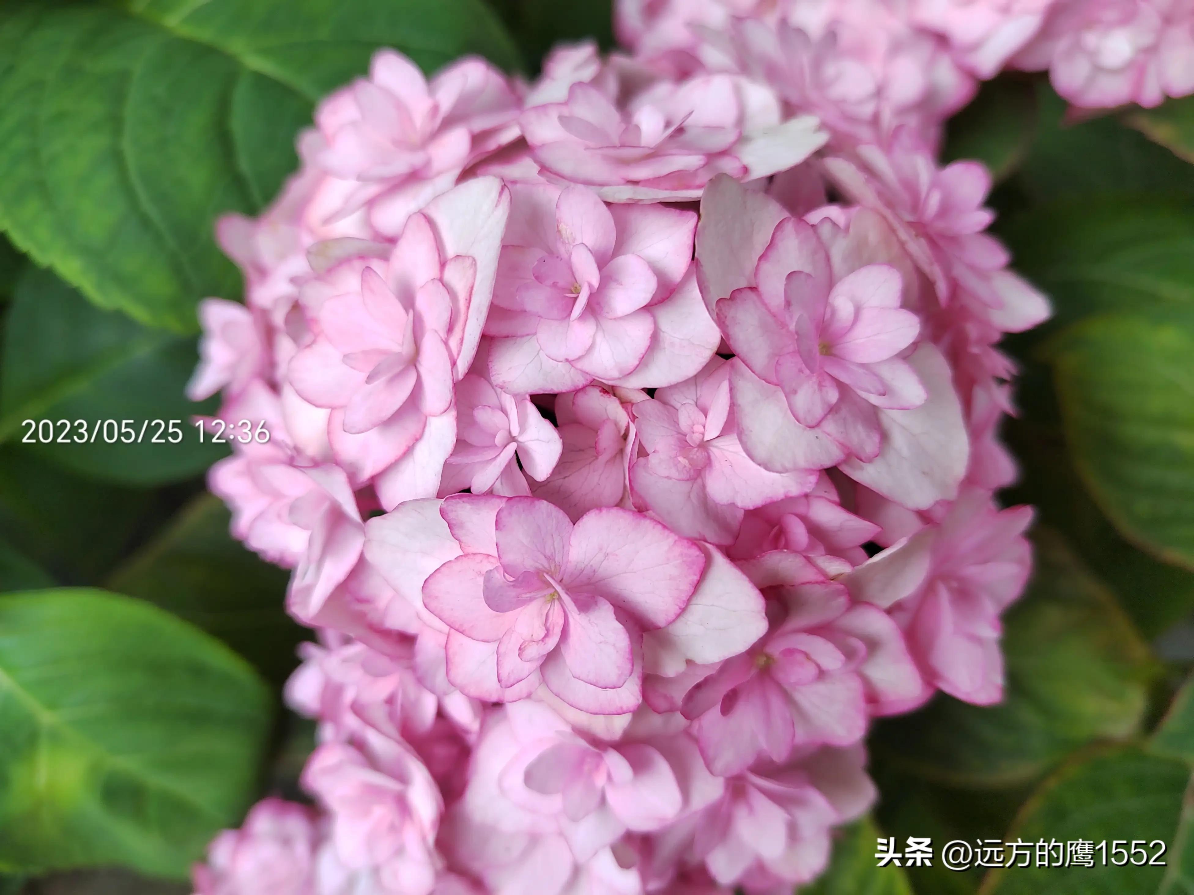 纱织小姐绣球是新老枝开花吗,绣球纱织小姐开花后的养护