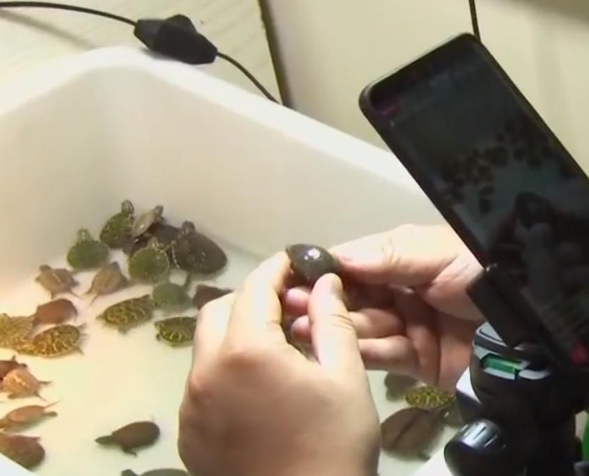 养殖甲鱼成就千万富翁,养甲鱼养鸡年入百万