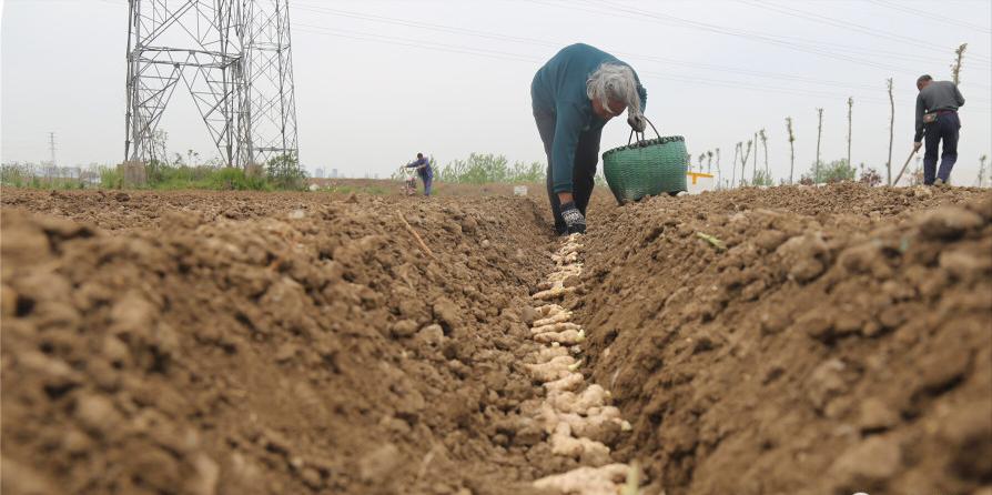 种植大姜在什么土地上不违法,种什么农作物不适合种生姜