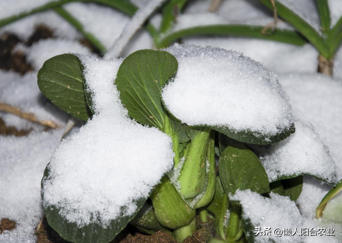 什么青菜可以四季种植,怎样种植青菜才好