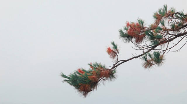 马尾松毛虫,马尾松树图片