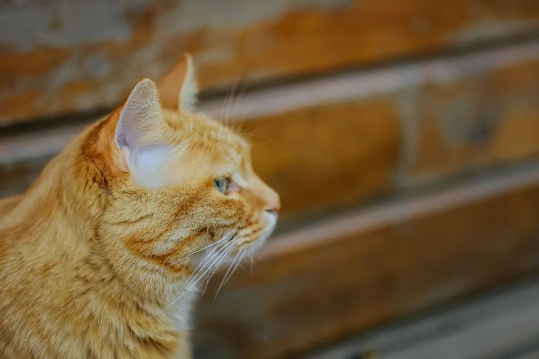 社恐小猫咪的安全感,社恐小猫咪为什么突然想出门了