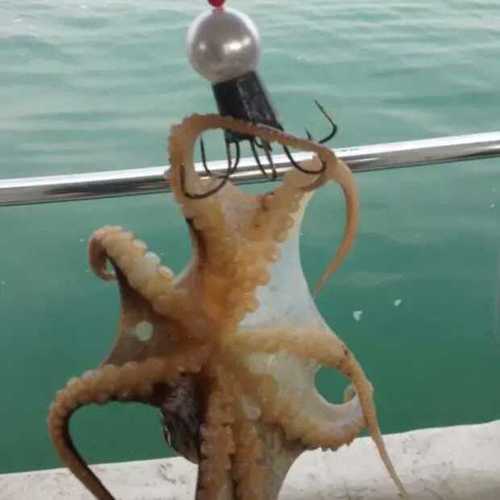 海鲈是哪种钓法,海钓常见海洋鱼类识别方法