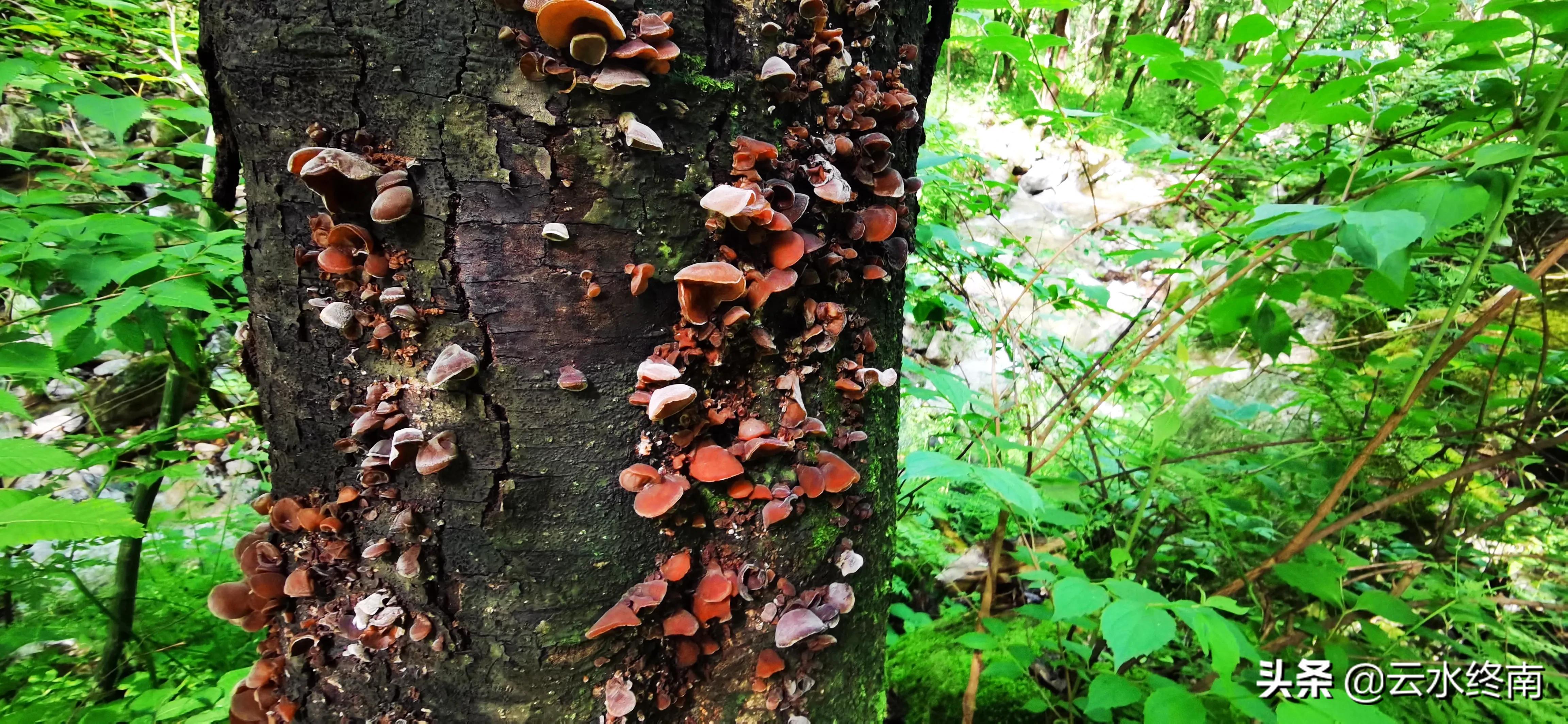 看值不值？登顶沣峪里这个曾经收费的景区，看九鼎万华详细攻略