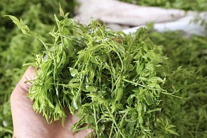 正宗恩施来凤藤茶与张家界藤茶,藤茶大揭秘喝藤茶有什么好处