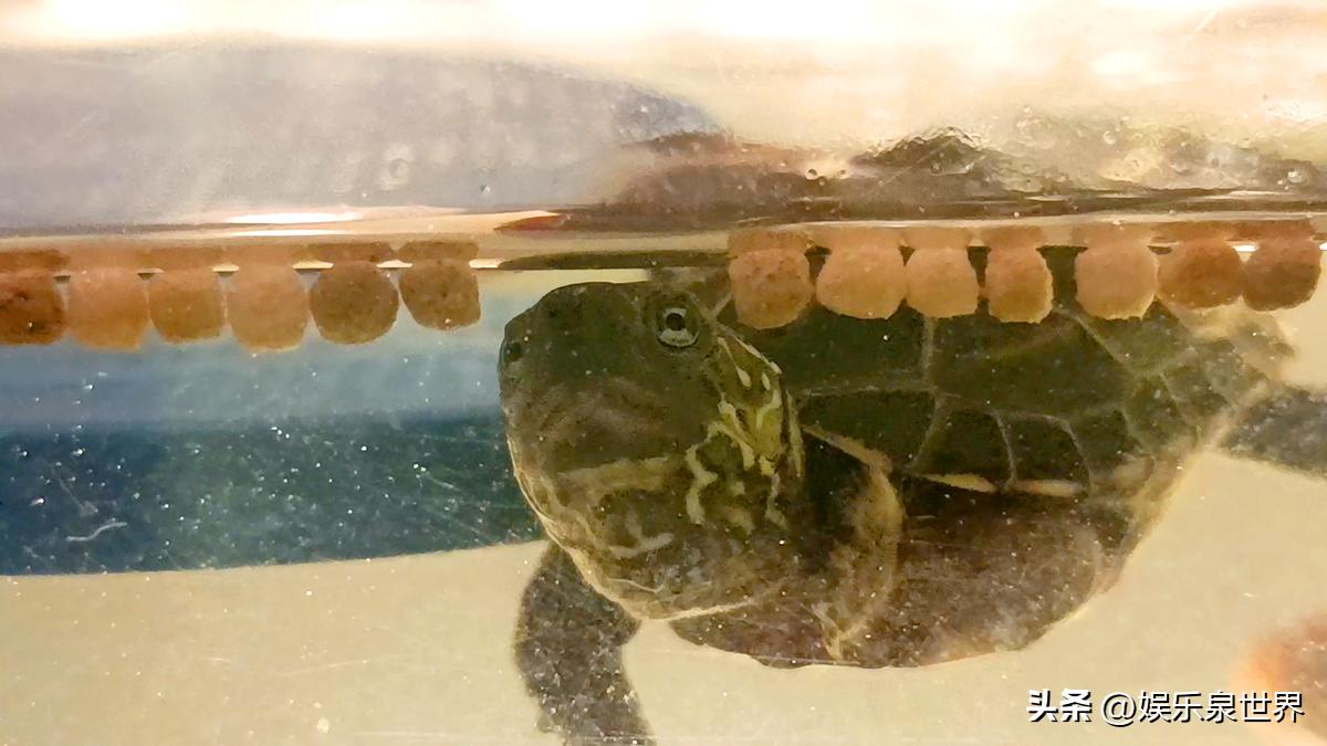 小乌龟不怎么吃食怎么办,小乌龟不吃食怎么办但没有生病