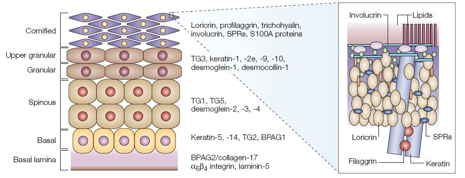 舒缓功效的成分,舒缓功效测试