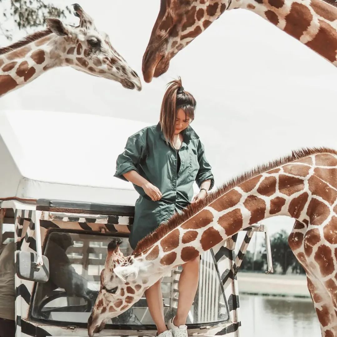 泰国曼谷旅游必去十大景区,泰国野生动物园亲子游