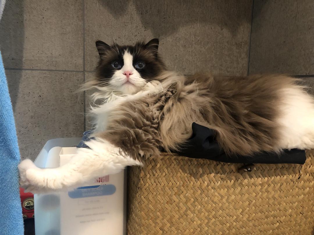 有六大特征的猫有福,什么猫好养比较聪明旺财