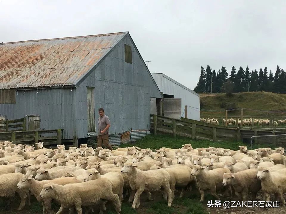 石家庄推行潮汐停车机制；重点管理区禁养犬只标准和品种发布；手机号将可“一键解绑”微博淘宝抖音美团