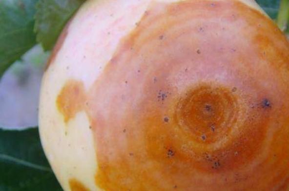 果生刺盘孢侵染苹果致病关键基因Cfcyp450的功能（三）