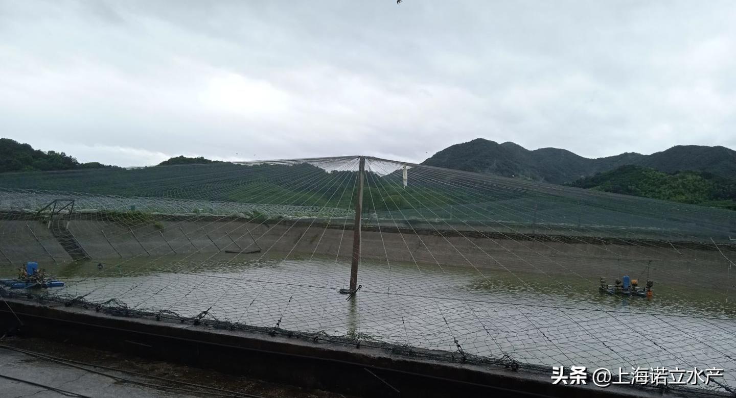 南美白对虾养殖为什么成功率低,南美白对虾养殖如何提高成功率