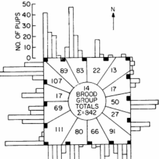 美国白鼠的繁衍,美国白鼠能繁衍多少只
