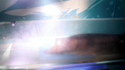 僵尸水族馆原片 (恐怖鲨鱼僵尸)