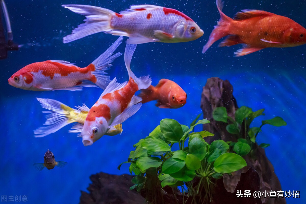 虎头金鱼饲养要领,金鱼的饲养方法教程图解