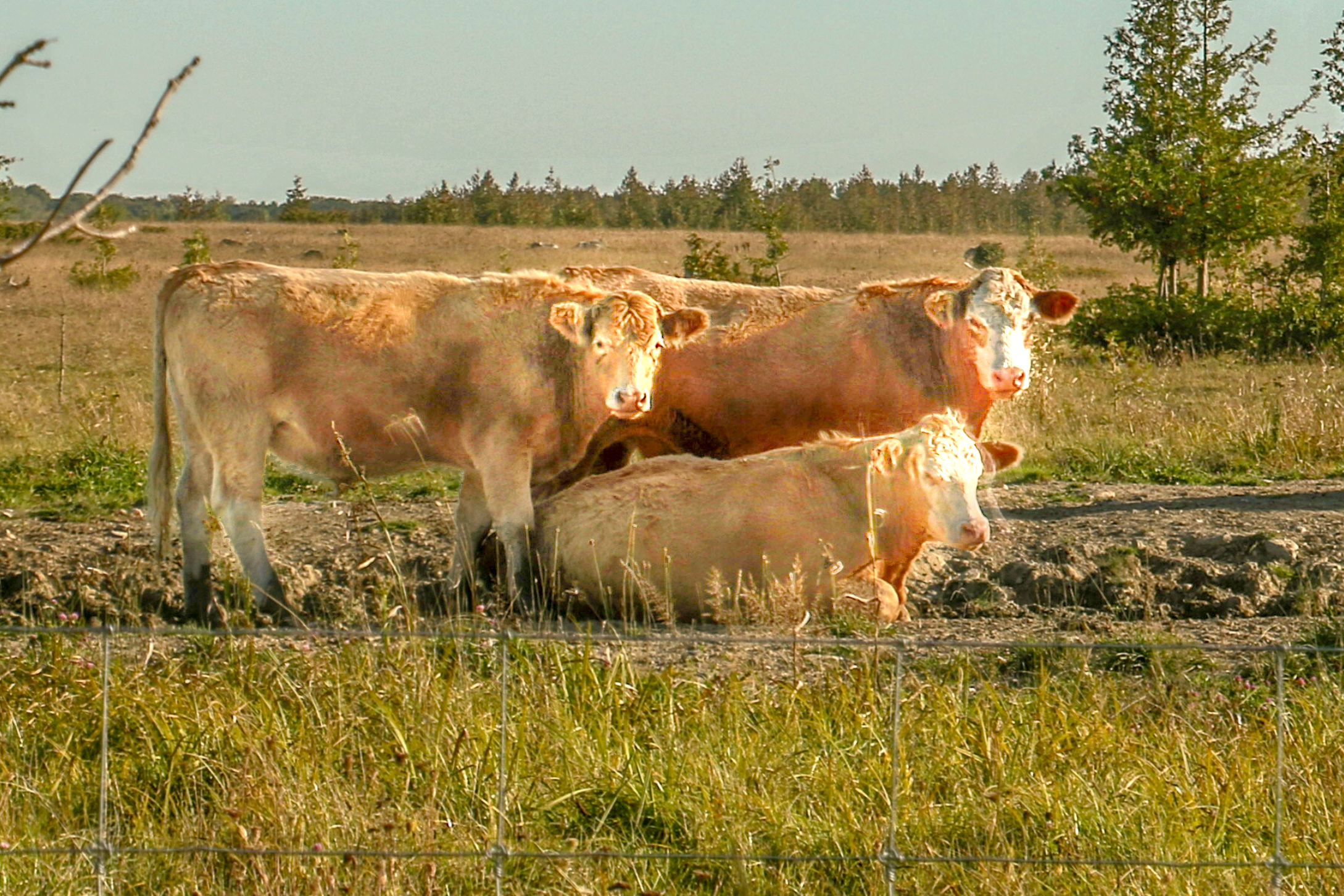 美东加东旅游,美东加东