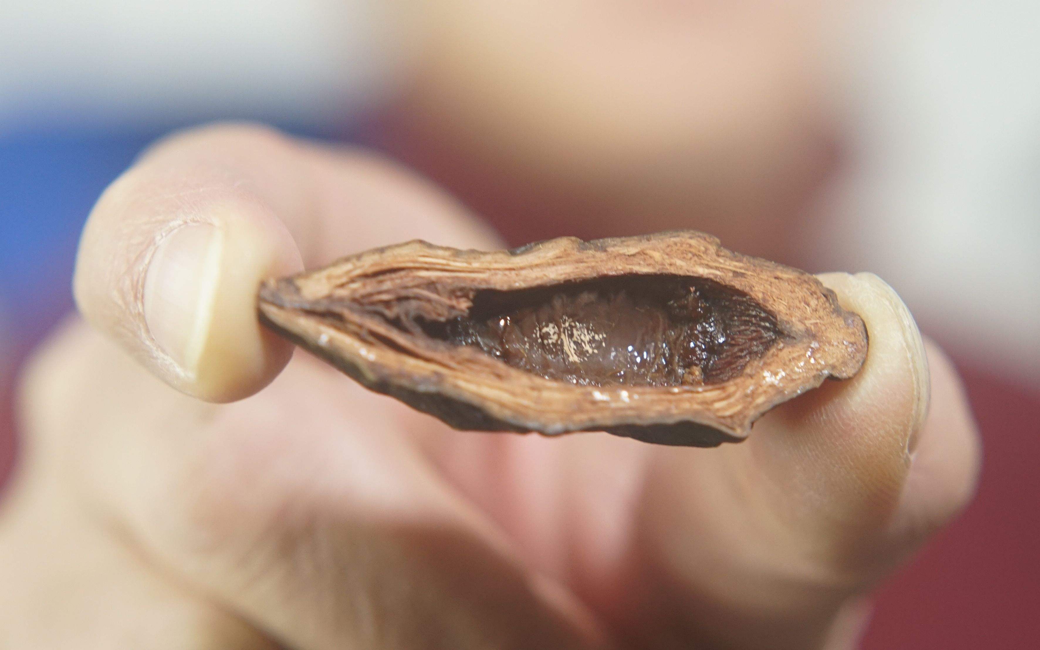 禁售槟榔的危害,禁售槟榔对和成天下的影响