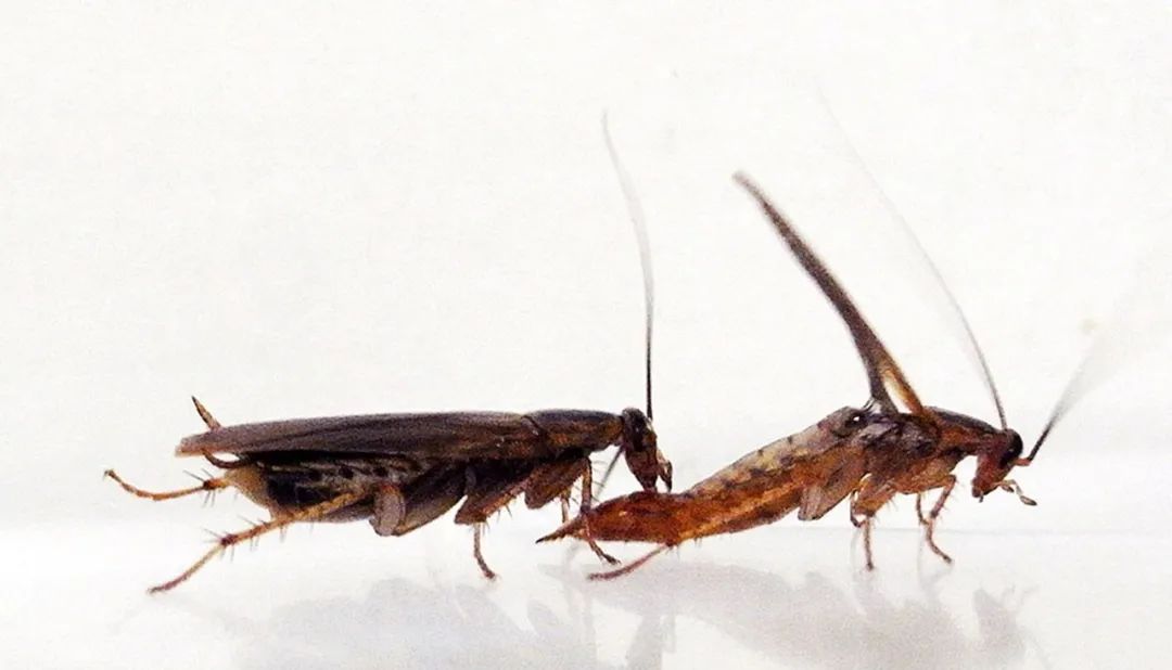 为什么厨房的蟑螂怎么也搞不死,为什么蟑螂这么难杀