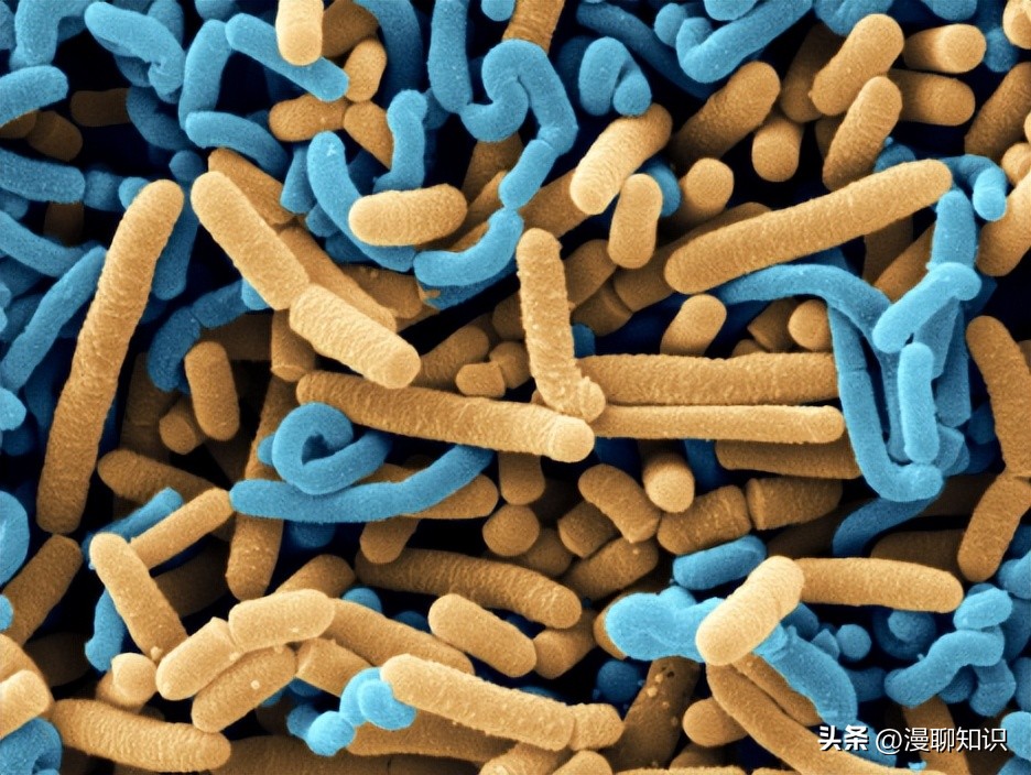 乳酸菌是一种还是一群细菌,乳酸菌是什么东西