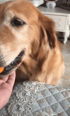 金毛嘴巴一直流白泡沫怎么办,金毛口水泡沫太多了什么原因