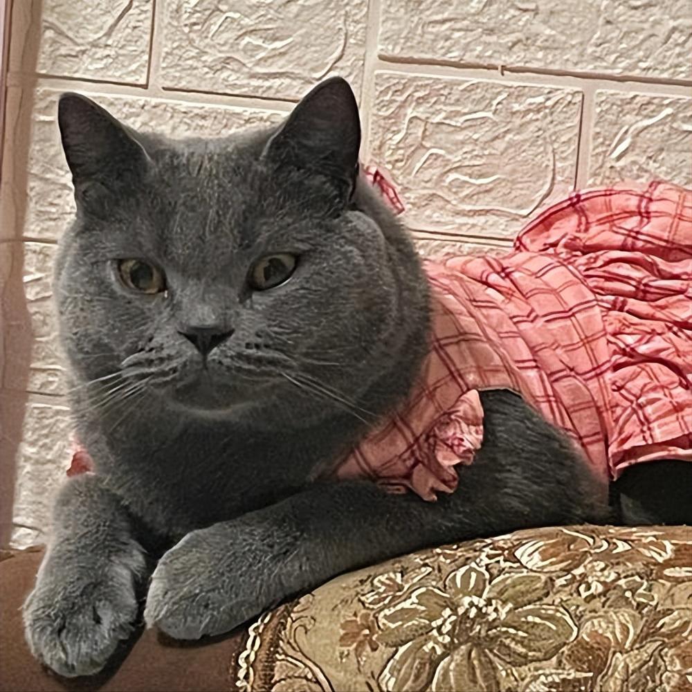 养蓝猫最忌主人什么行为,养蓝猫的7大禁忌