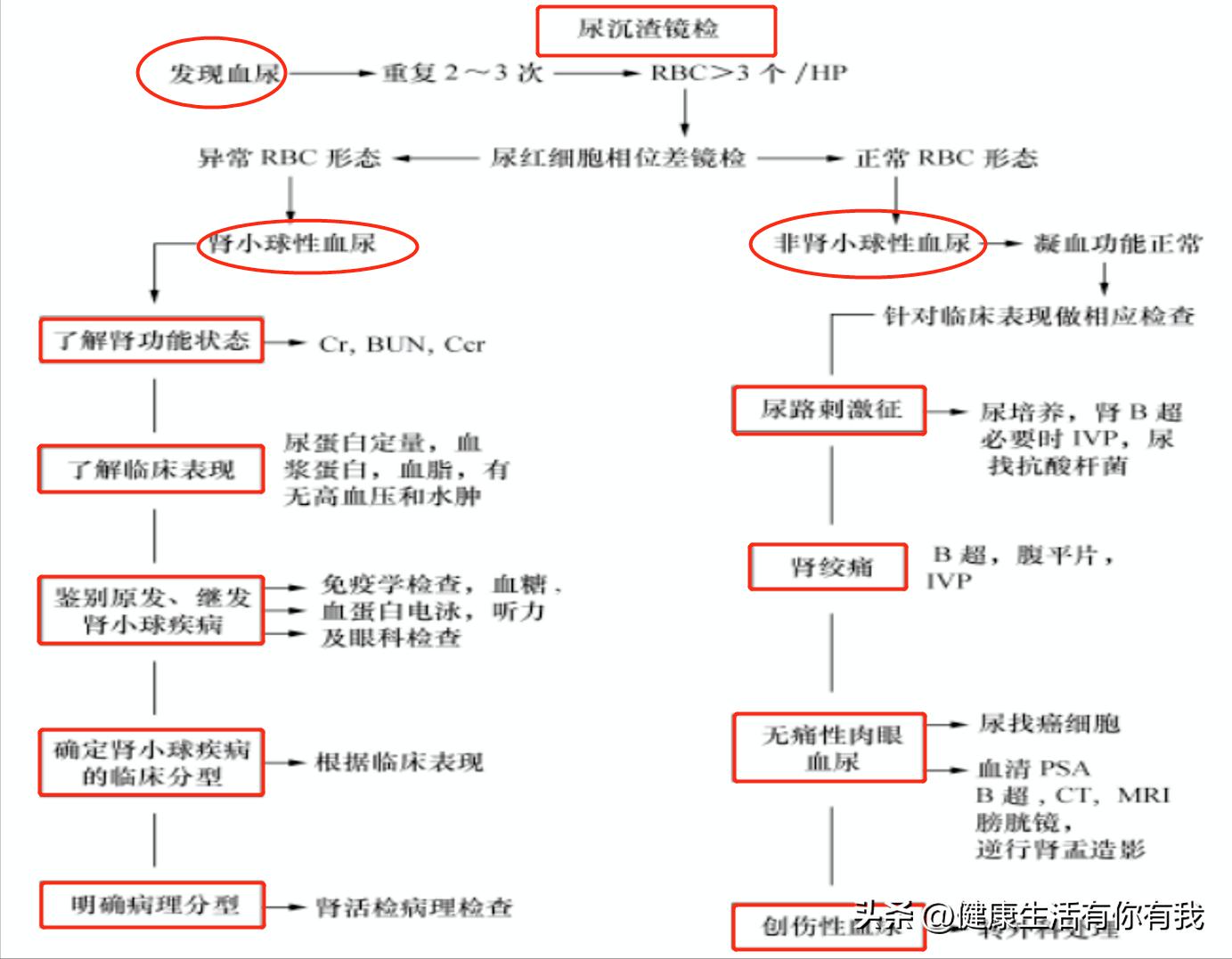 什么是血尿和尿潜血,什么是血尿是怎么回事