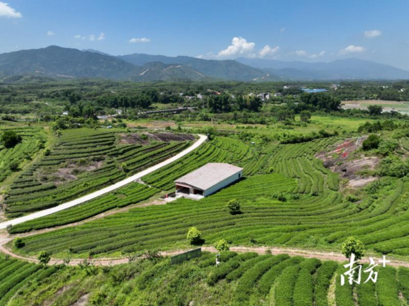 惠州美丽田园风光,惠州美丽乡村风景图片