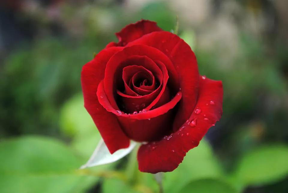 520适合发朋友圈的配图爱情,入目无别人四下皆是你英语