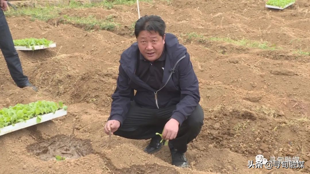 七星镇：烤烟移栽奏响烟农增收“前奏曲”