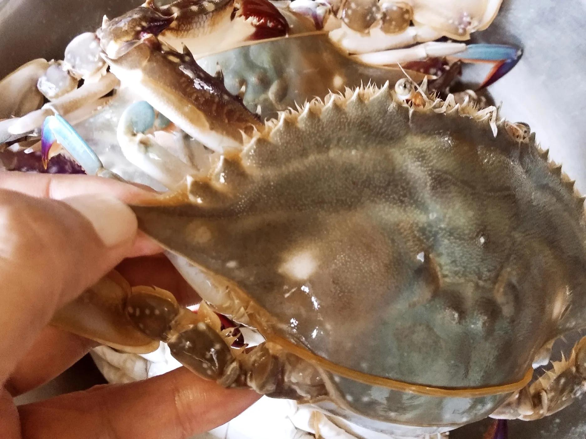 海鲜市场买回来的螃蟹死了能吃吗,活螃蟹什么地方不能吃