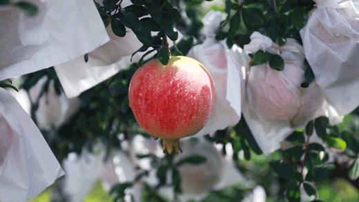 突尼斯软籽石榴超级好吃,突尼斯软籽石榴不用吐籽就能吃