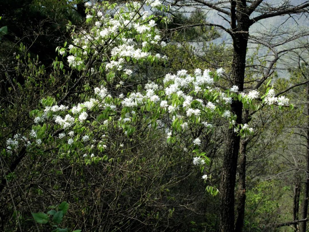 四明山华顶杜鹃,浙东华顶杜鹃群落