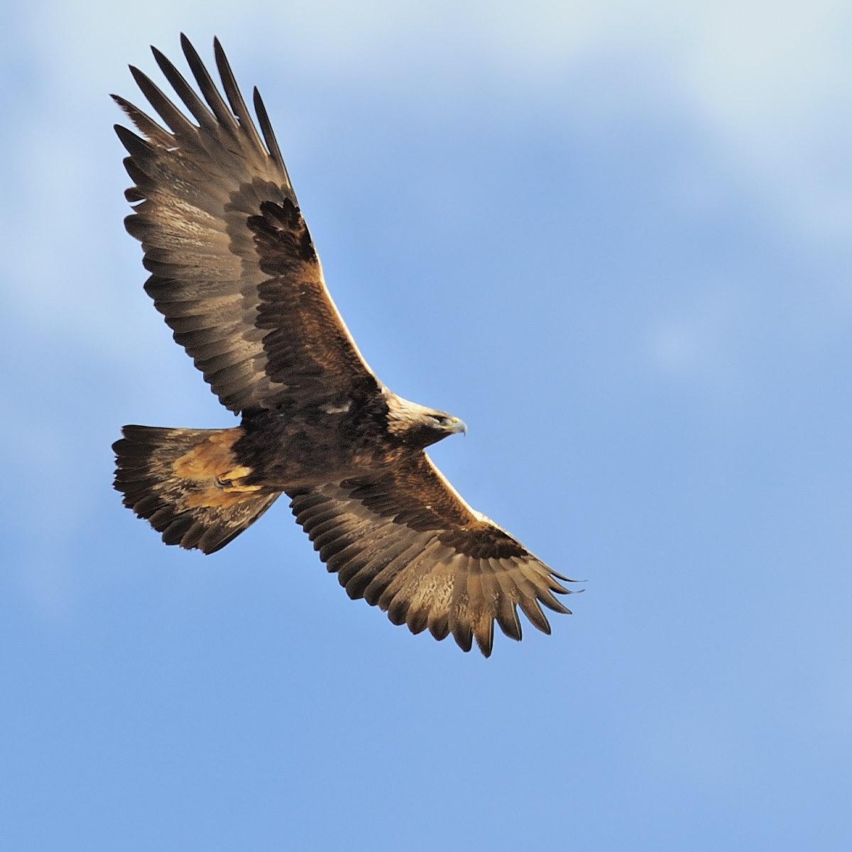 世界上没有天敌的十大动物,十大没有天敌的动物排行榜