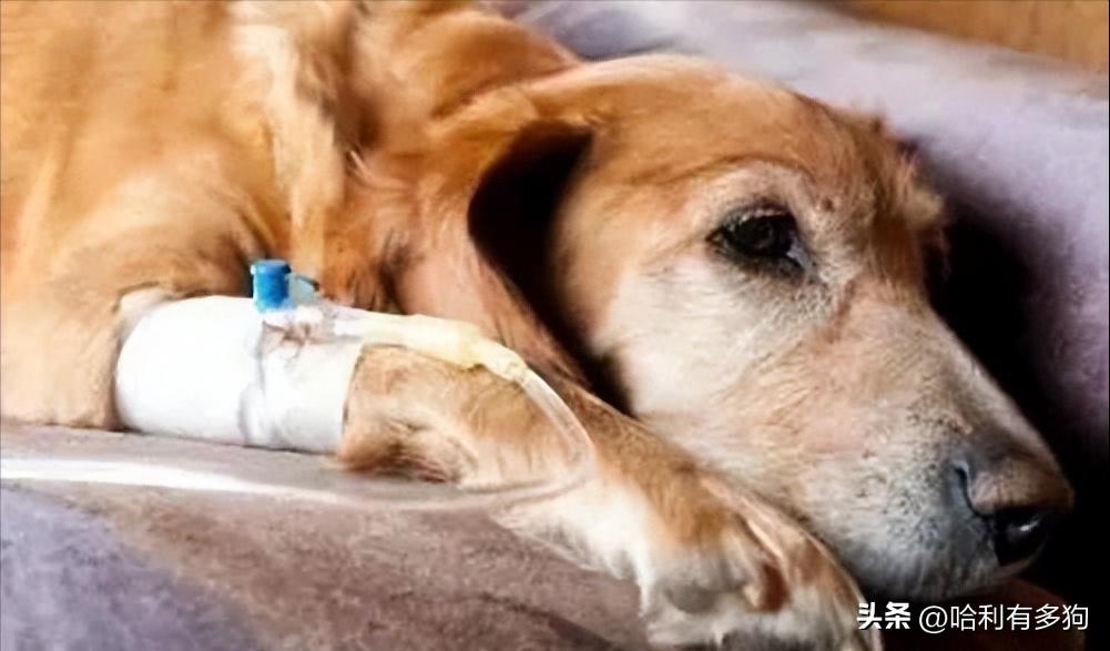 中晚期犬瘟自救日记,犬瘟自救最佳方法