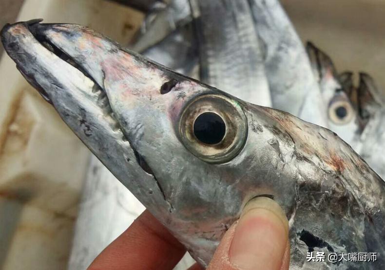 教你三个技巧挑选优质带鱼,带鱼好不好吃怎样挑选