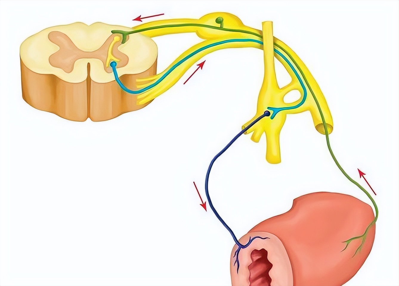 老人吃鸡蛋会得胆囊炎吗,老年人胆囊炎腹痛