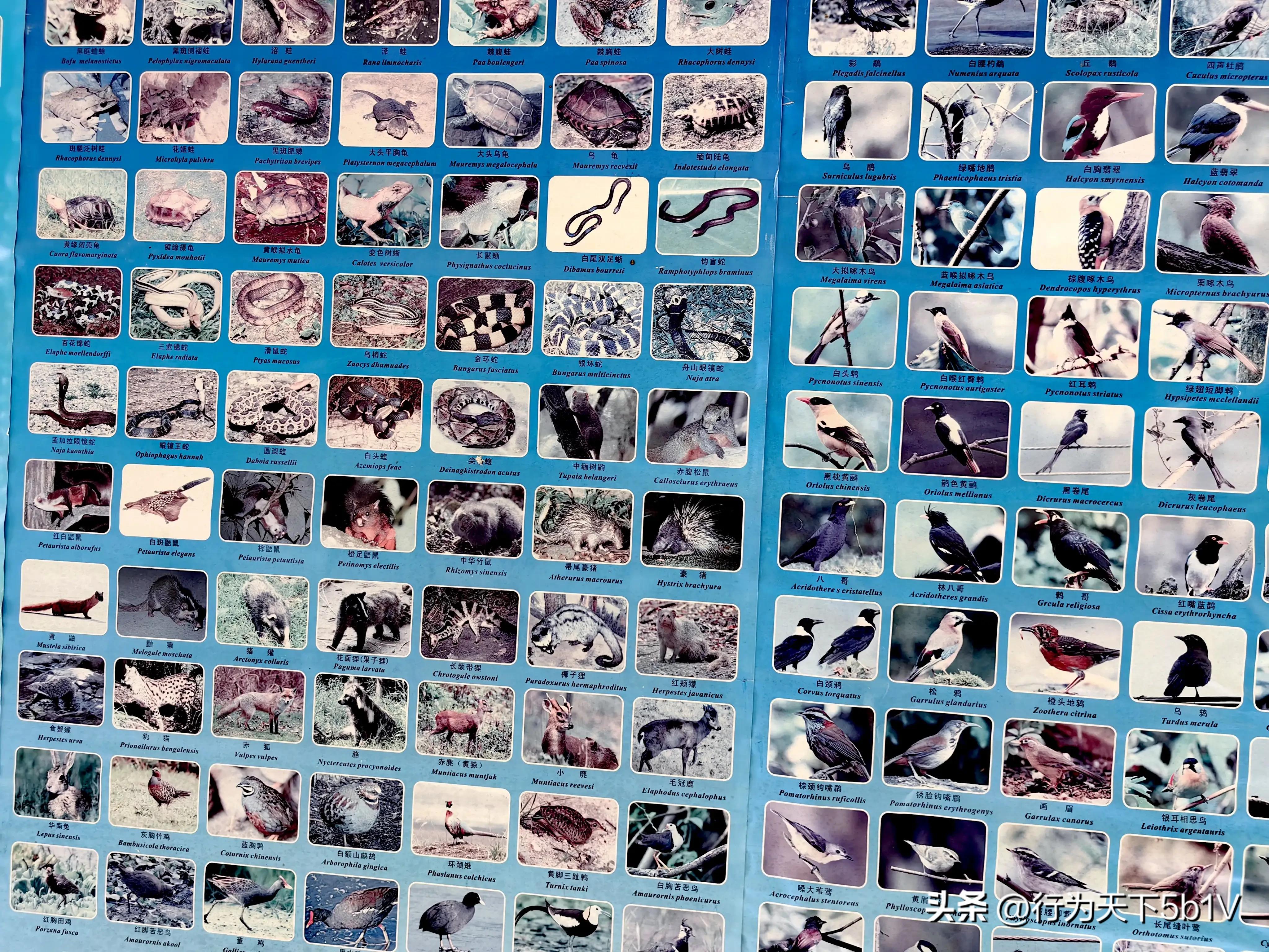 【探秘宛田红滩瀑布溯溪梦江吉翁瀑布】穿越花坪神秘风景线