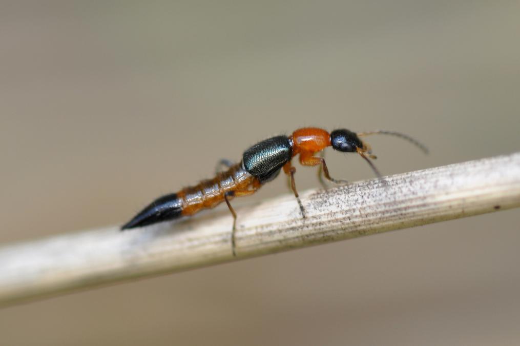 有剧毒的常见小虫子,家里面有这种虫子不要用手拍